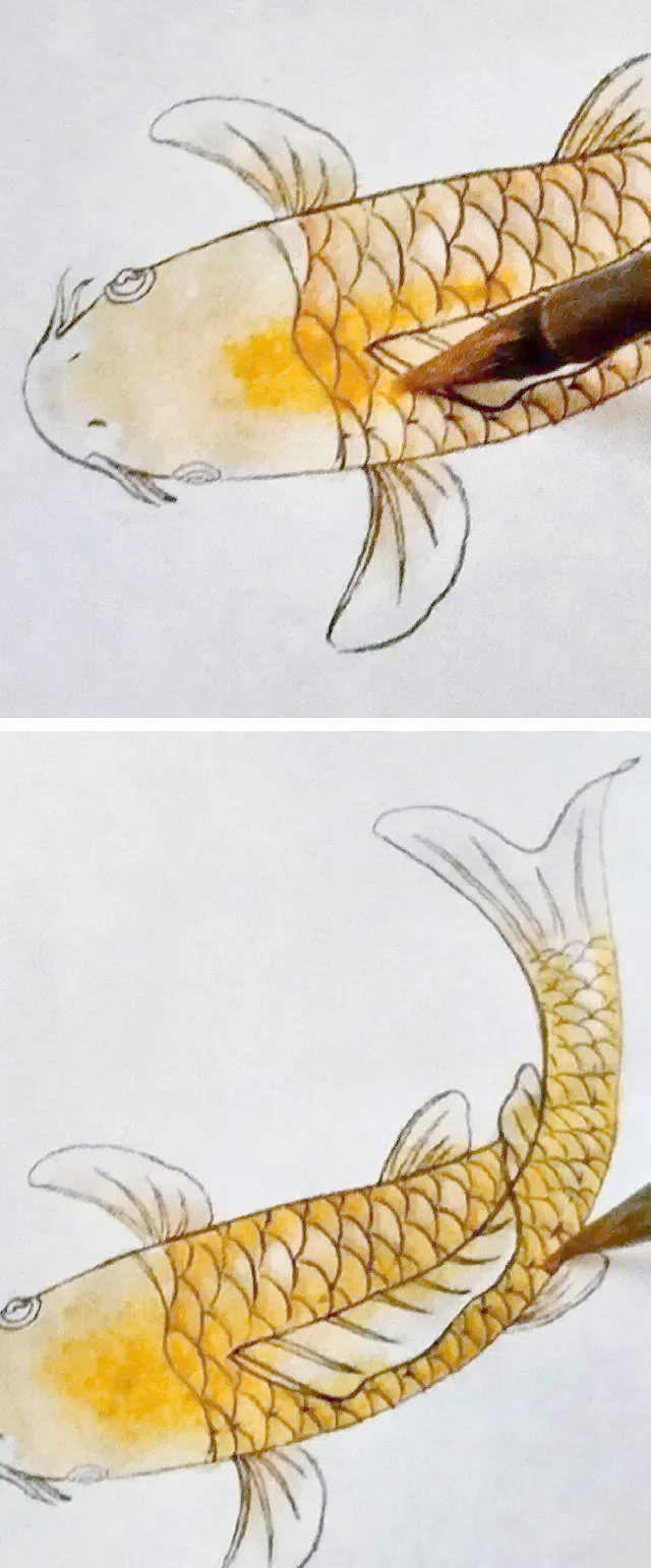 教你绘制国画锦鲤鱼,步骤详解,成品惊艳