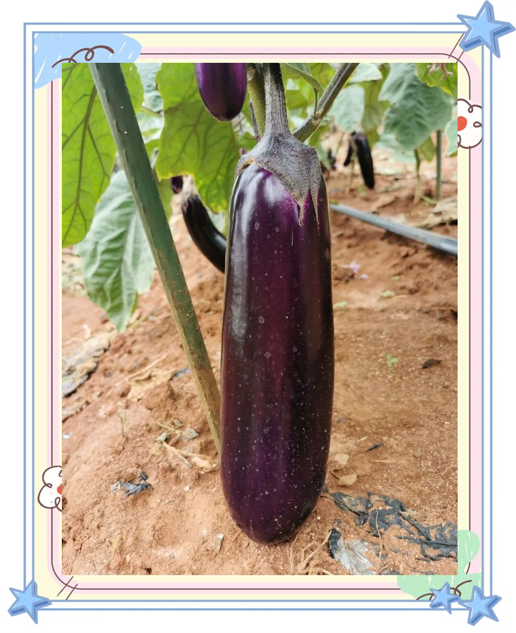 生物育种技术助力茄子品种多样化,育源攻关展现新成果