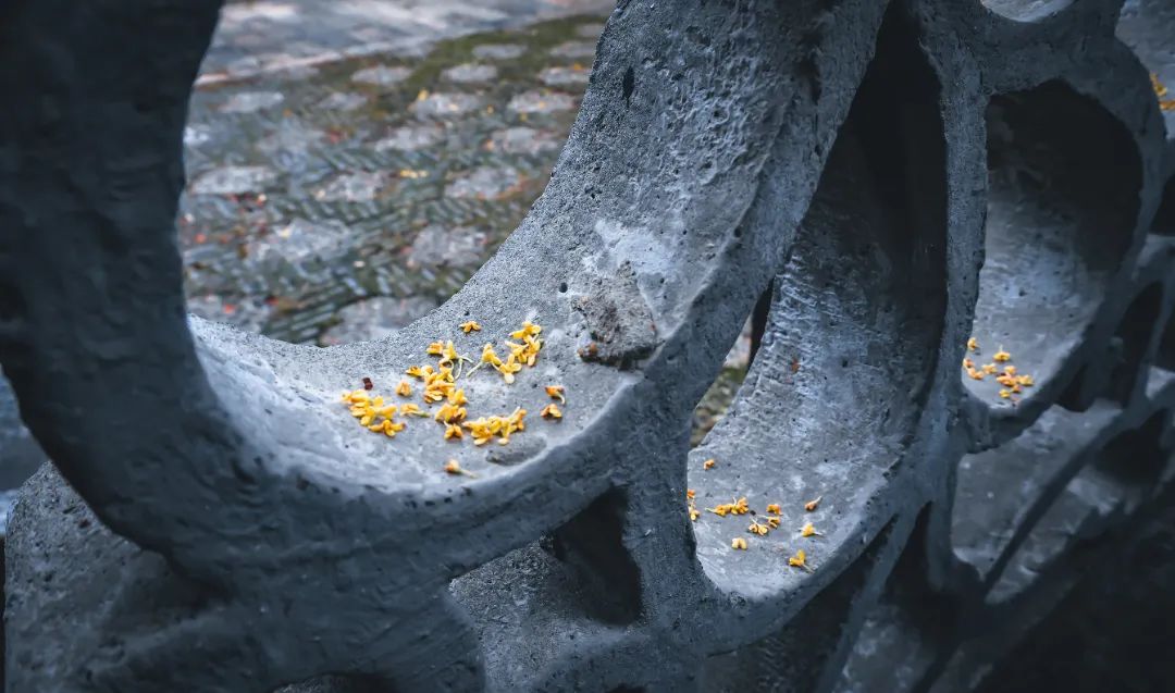 隔着屏幕都能闻到香味！金山这个超大的桂花园又迎来高光时刻