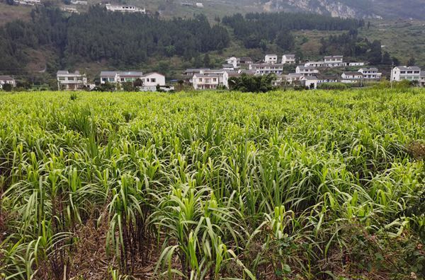 贵州甘蔗种植基地图片