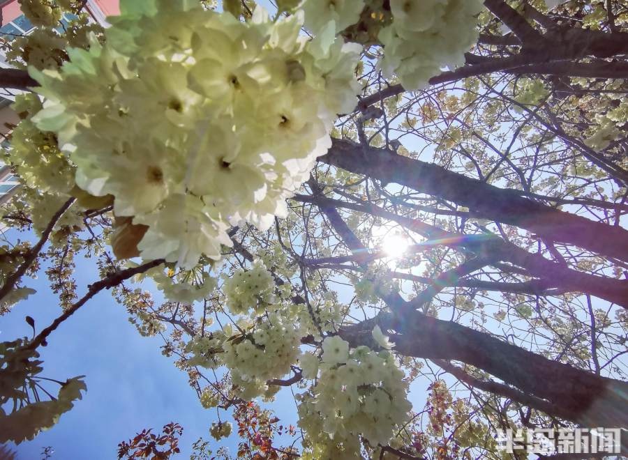 青岛樱花小镇图片