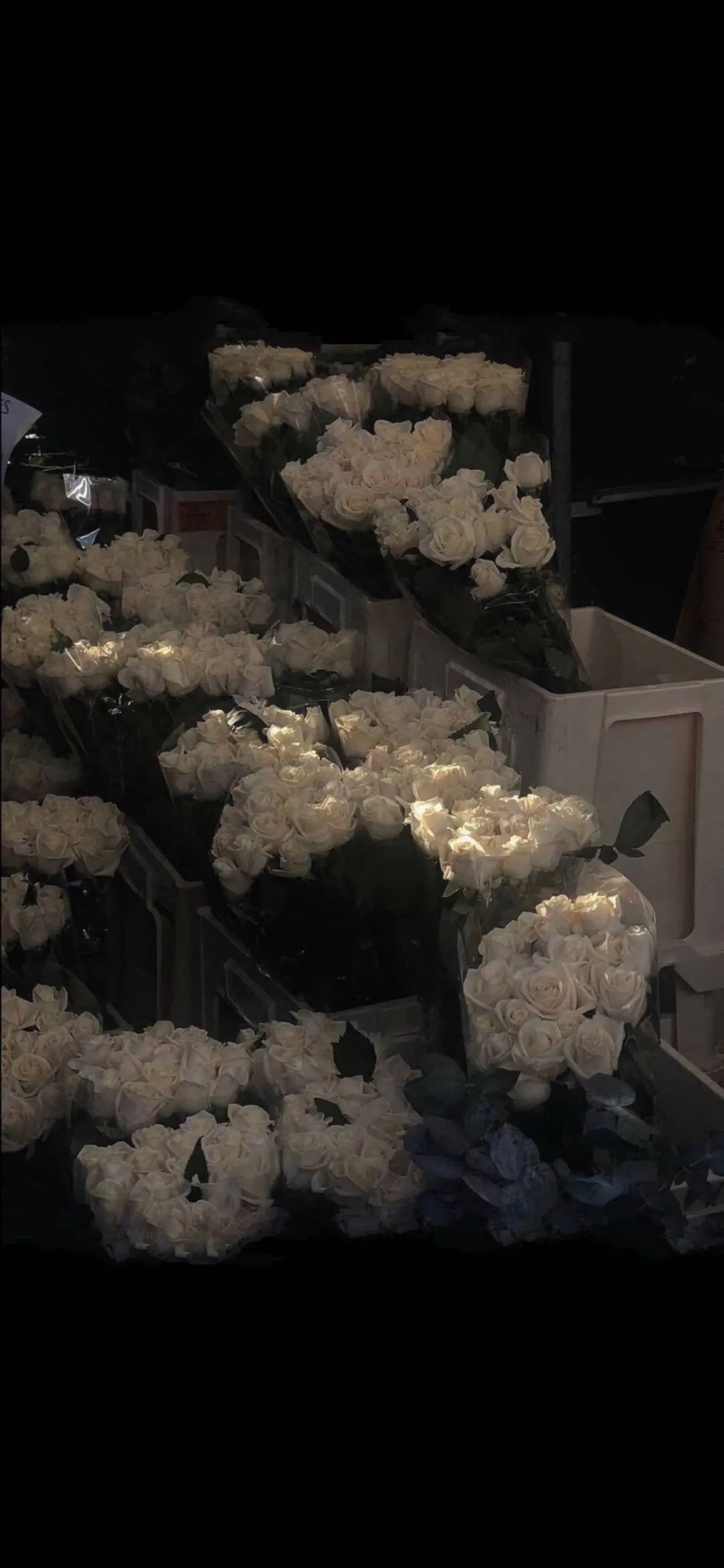 2166手机壁纸|哪有什么感同身受