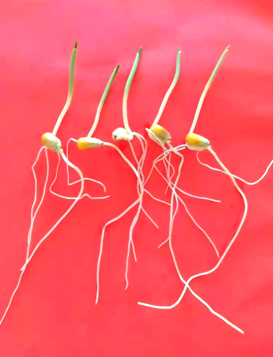 玉米发芽的多个阶段照片,详细展示生长过程