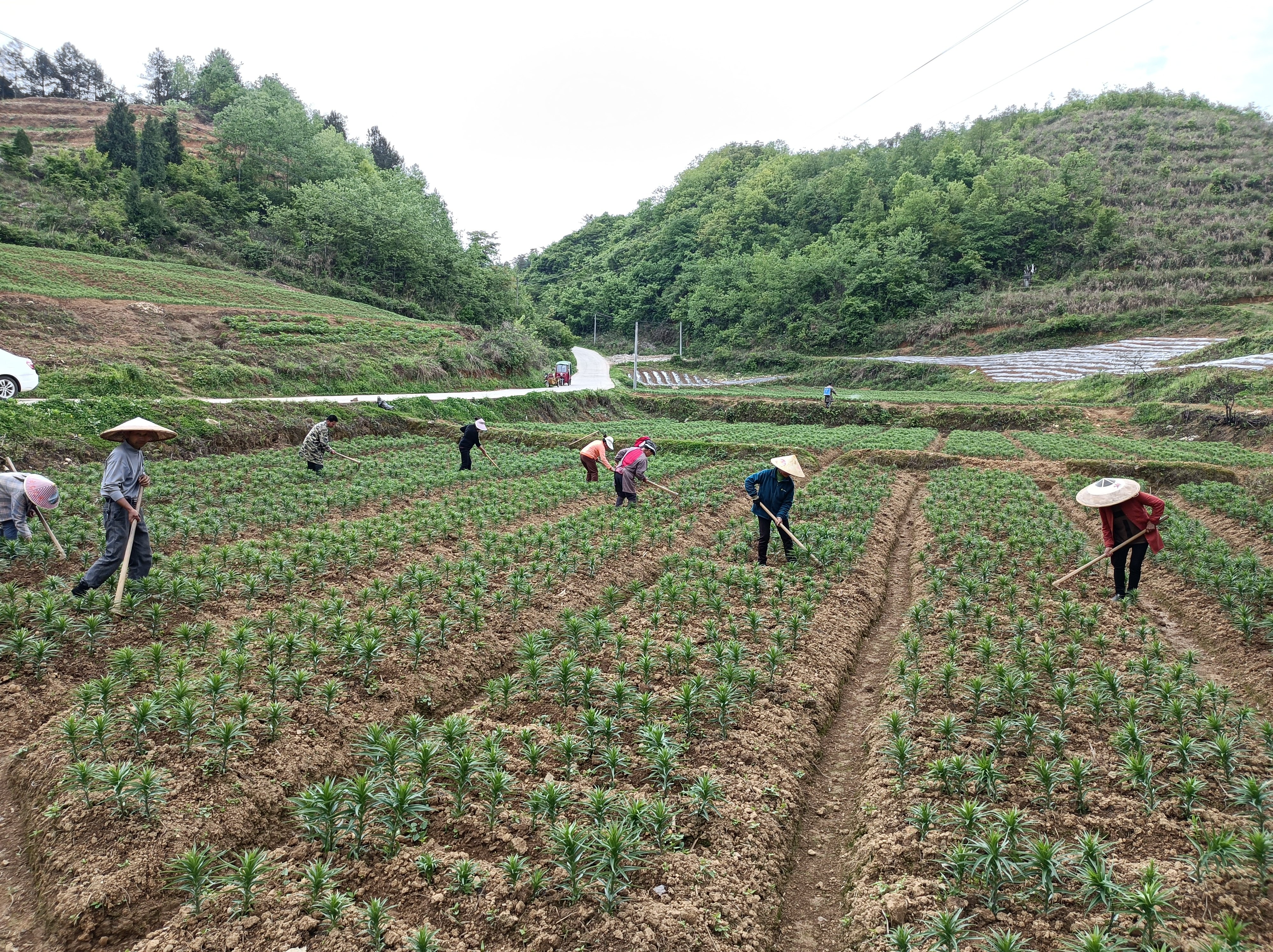贵州岑巩:百合长势旺"药田"管护忙