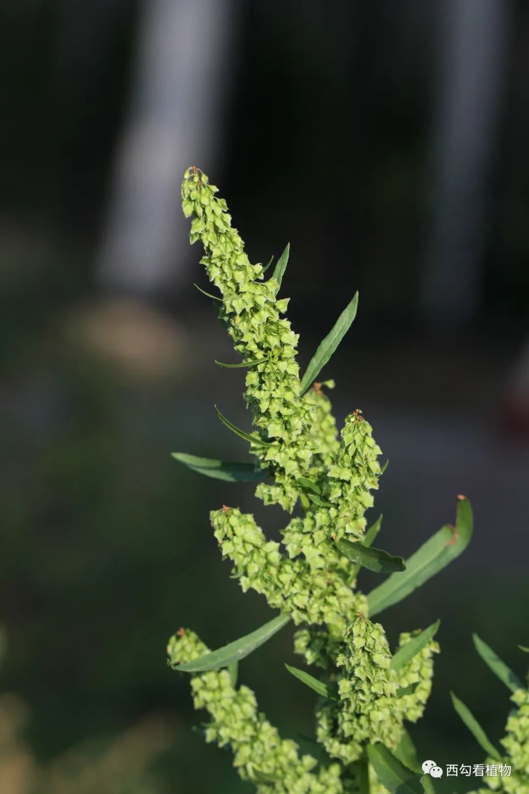 羊蹄 rumex japonicus