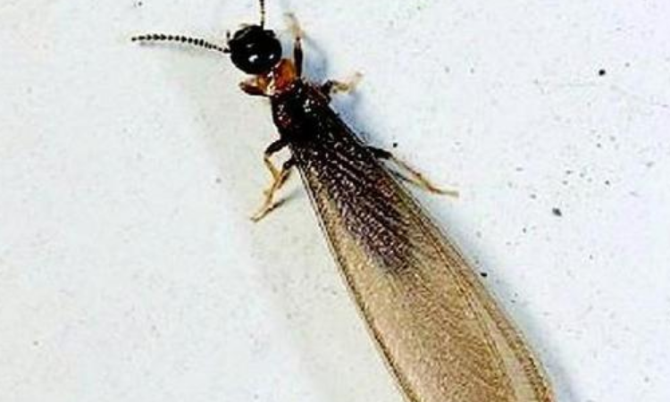 长得像蚂蚁有翅膀的虫子是什么