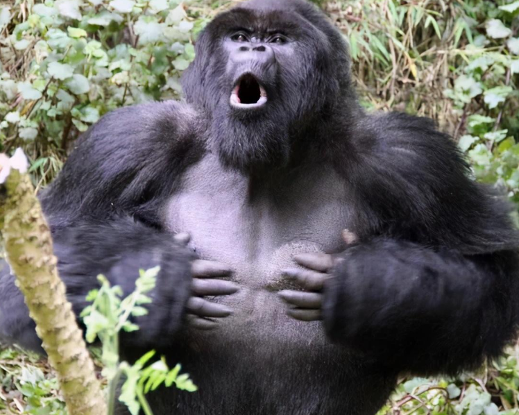 大猩猩发怒捶胸图片