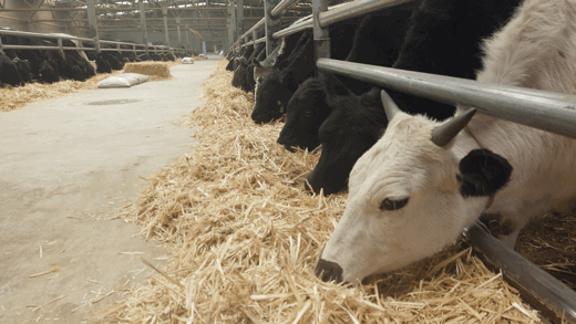 日喀则打造农牧业升级"2.0"