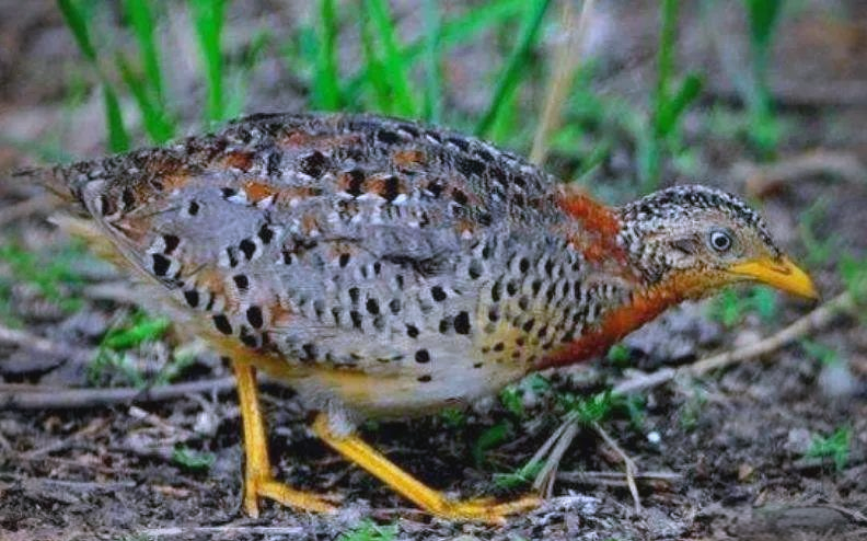 贵州深山神秘声响实际上是黄脚三趾鹑的鸣叫
