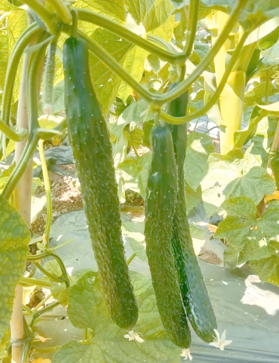 温室大棚12月蔬菜种植推荐