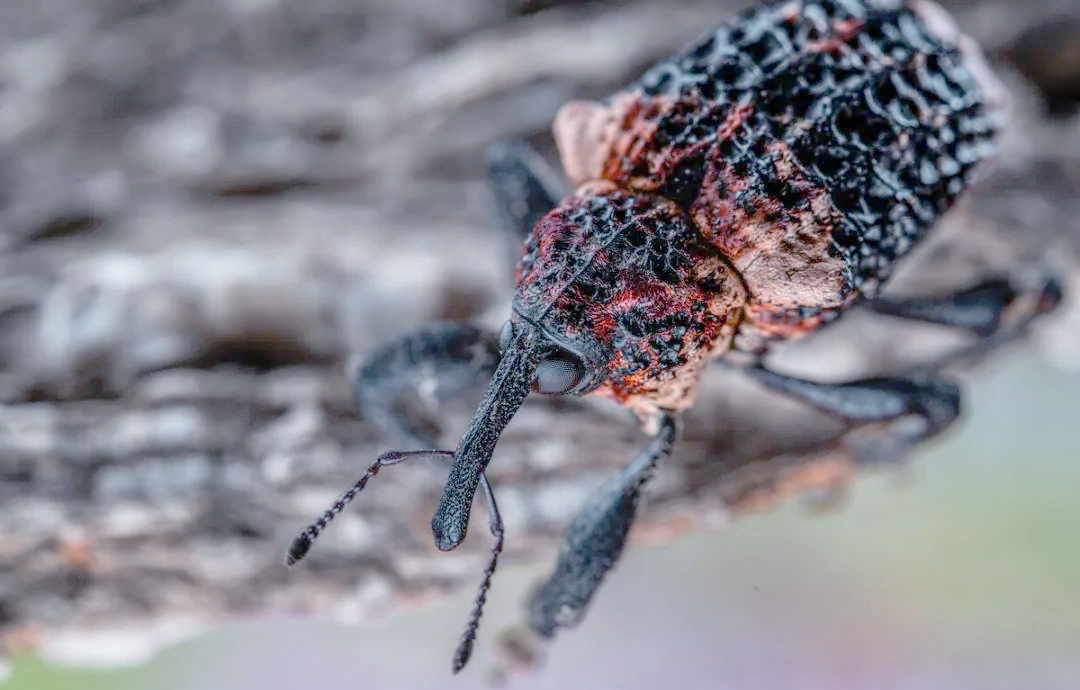 揭秘象鼻虫:长鼻子真的鼻子吗?