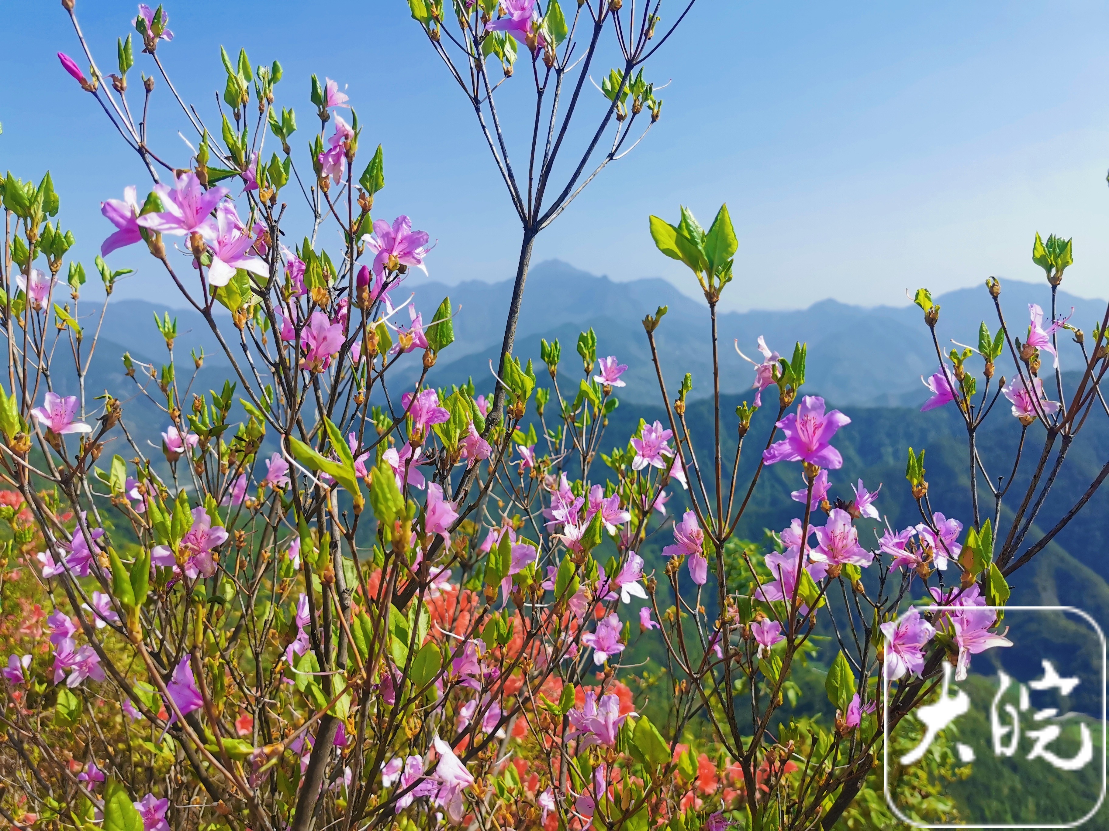 组图|歙县三阳镇:高山开遍映山红