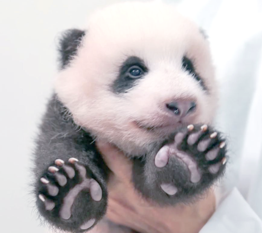 科普揭秘:大熊猫前掌真的多了一个指头吗?