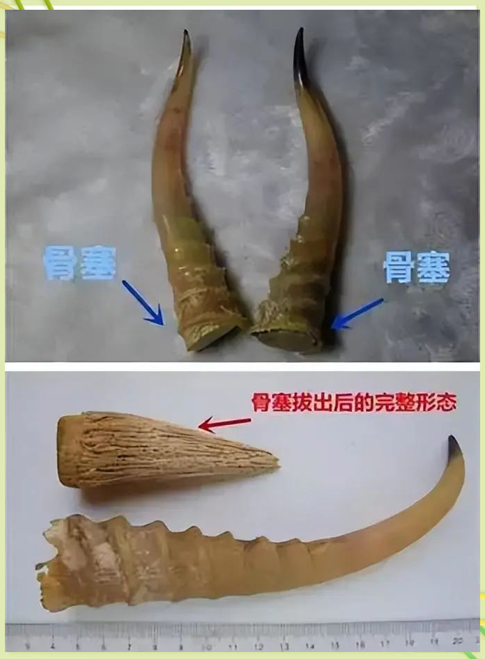 揭秘羚羊角:从外观到药用的全面指南