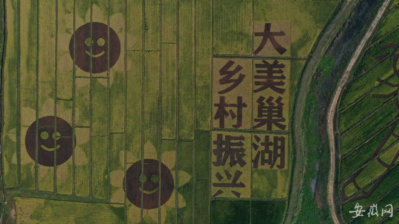 巢湖庙岗乡600亩巨幅稻田画进入最佳观赏期