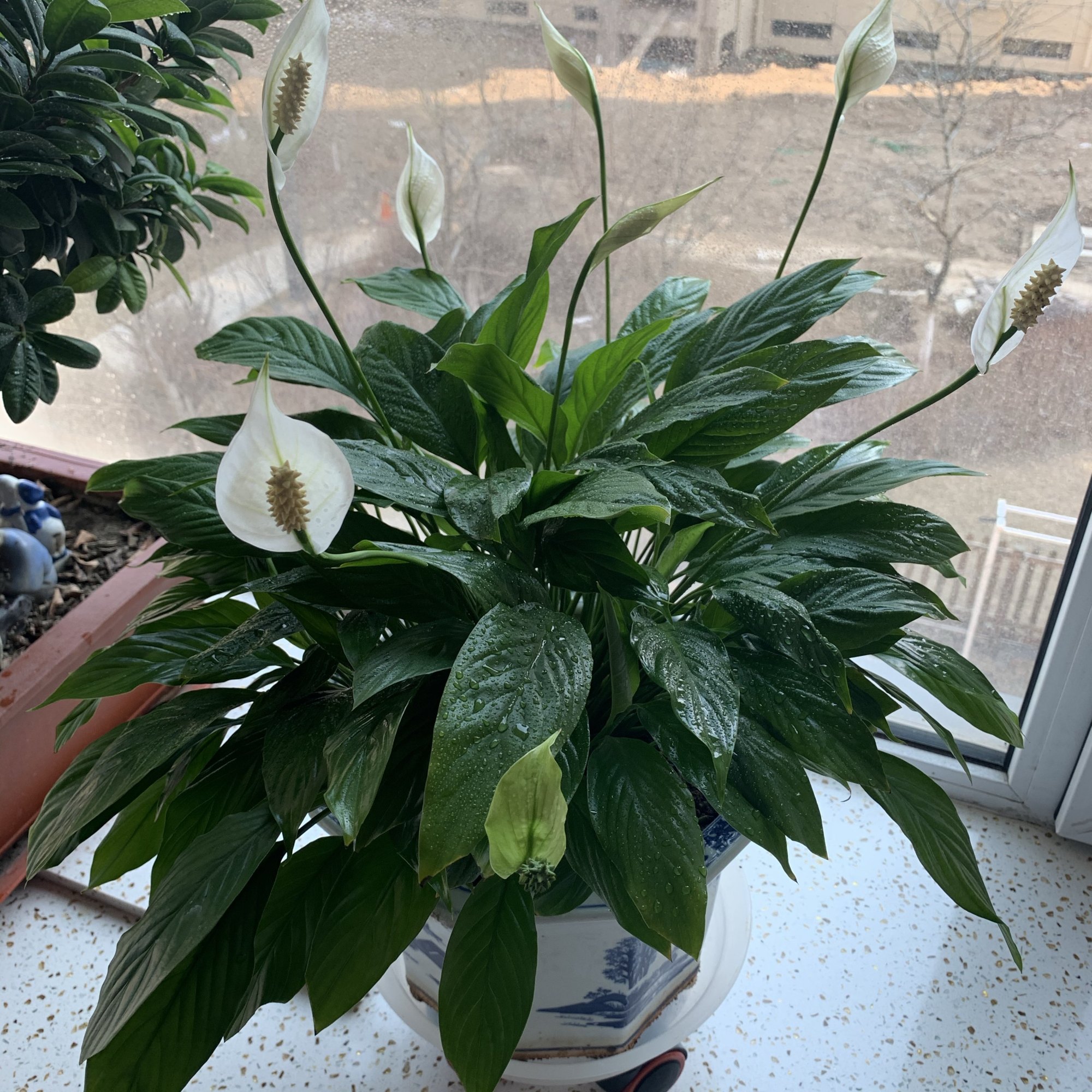 室内盆栽"新宠"—白鹤芋,比绿萝还好养,叶绿花美,花香飘满室