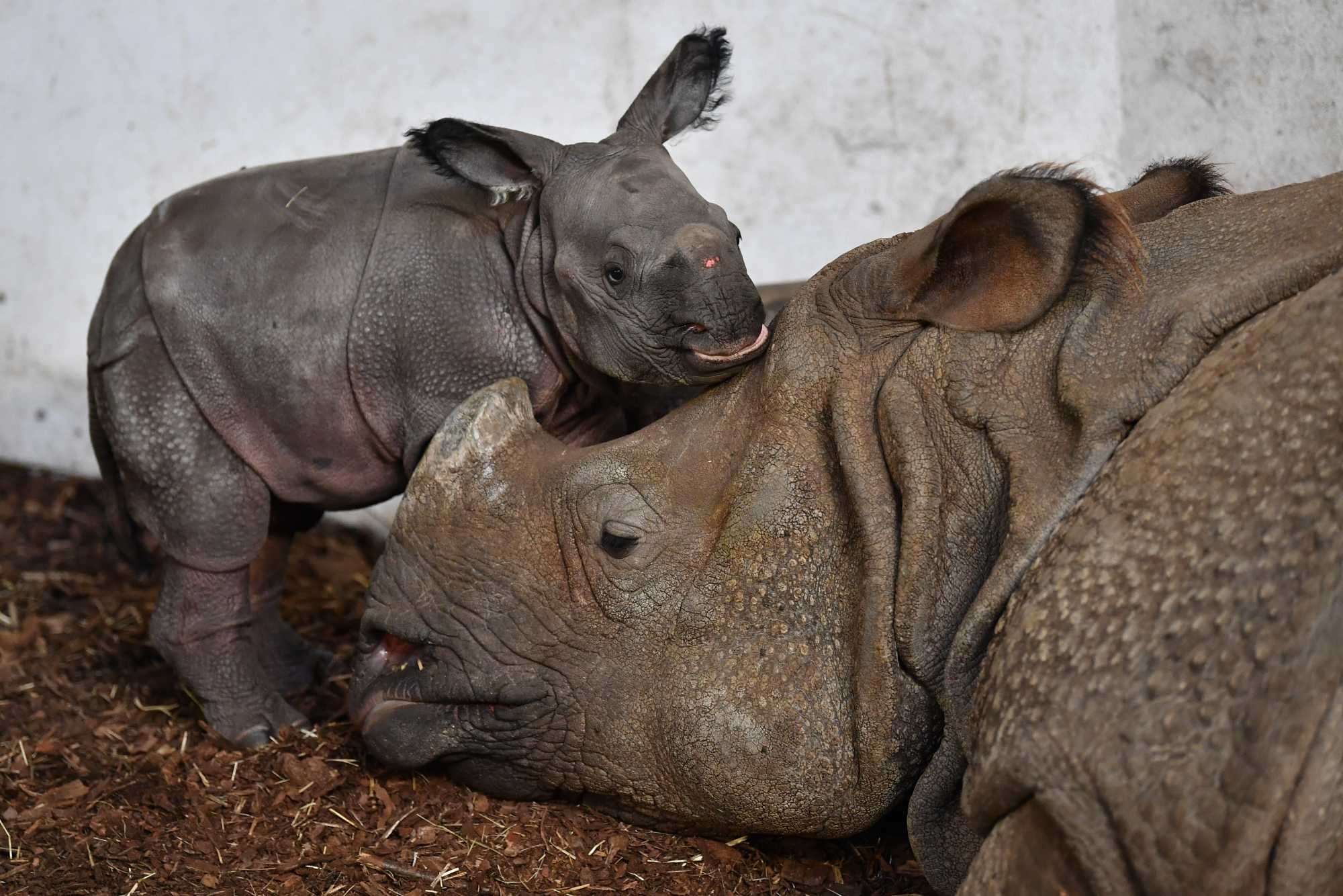 (2)新生的印度犀牛