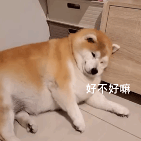 今日份的快乐源泉请注意查收