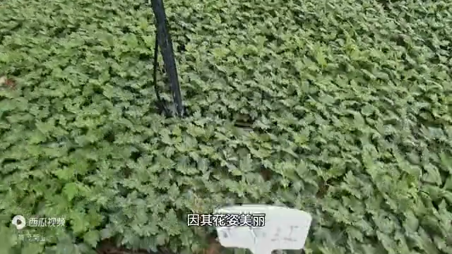 开封菊花苗批发基地