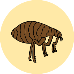 14种狗狗常见寄生虫图鉴!12种人狗共患!