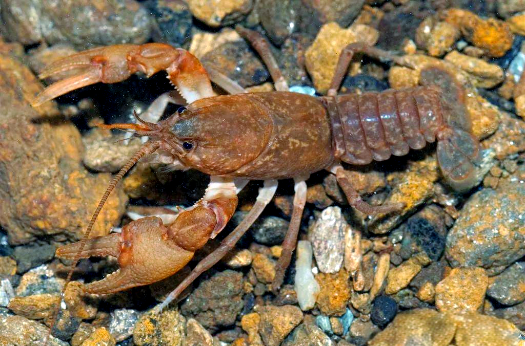 节肢动物的多样种类介绍