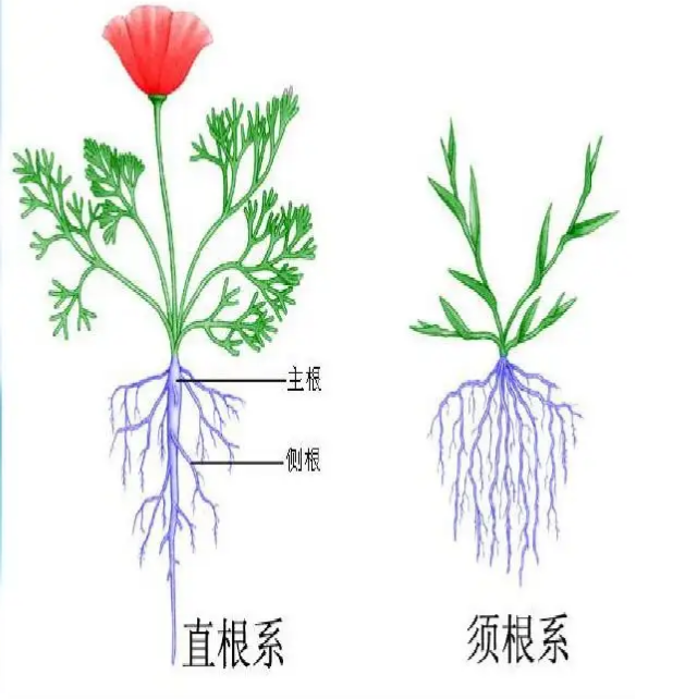 小麦的根示意图图片