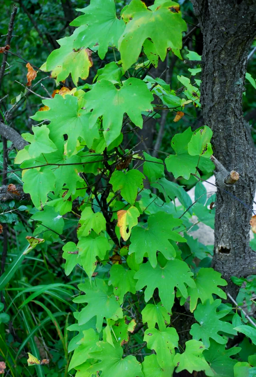 中药材穿山龙的详细介绍与多种功效