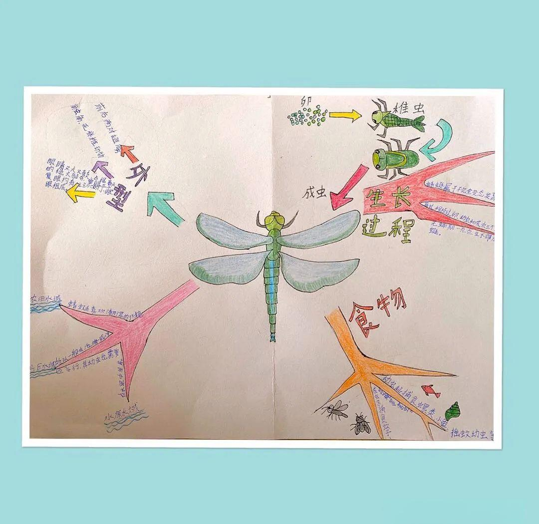 思维导图展示昆虫知识概览