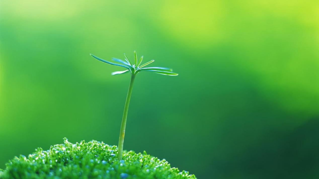 心理测试:选出你认为最具生命力的小芽,测你容易对谁一见钟情?