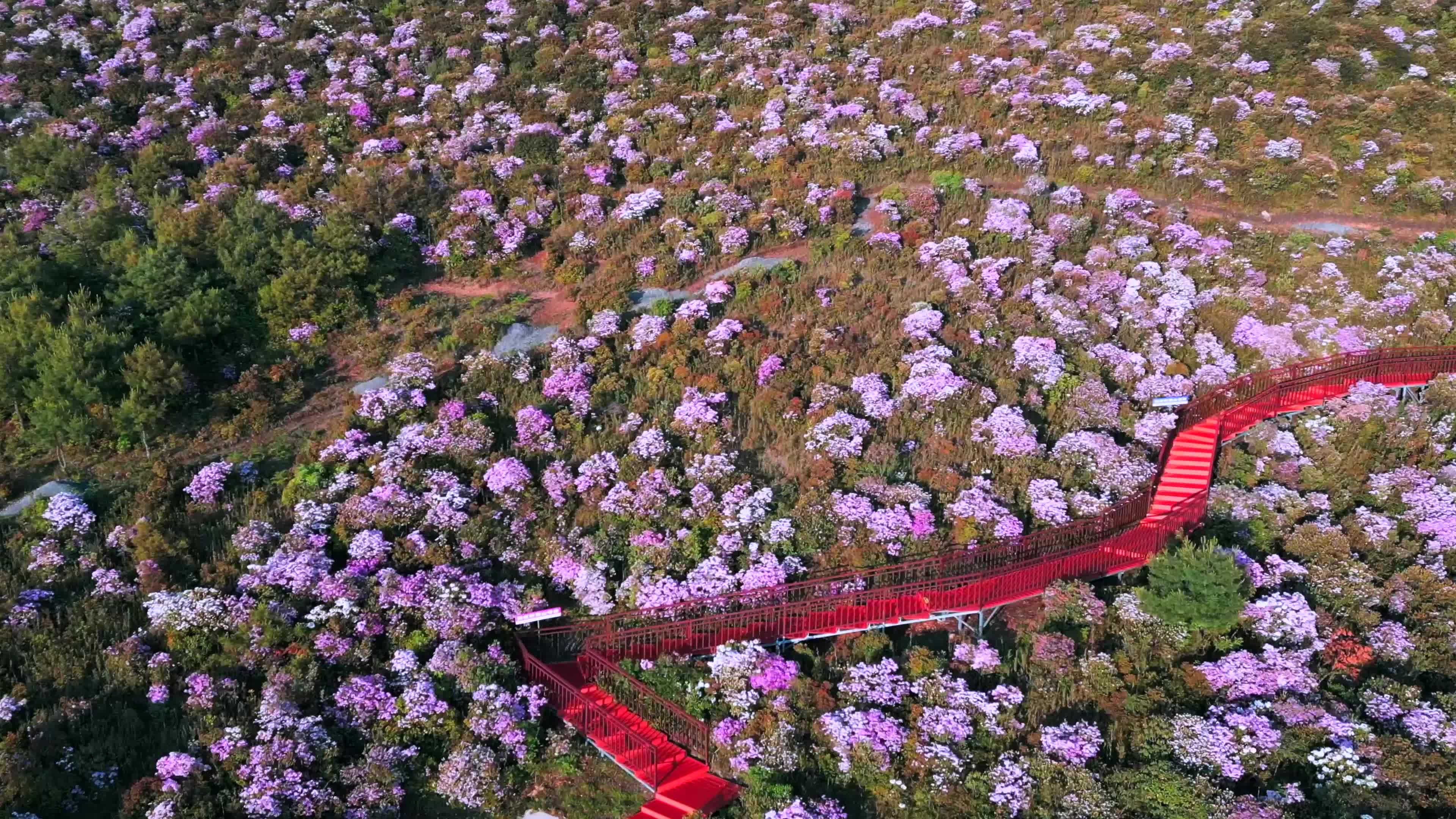 美好生活在云南|鲁甸轿顶山:千亩杜鹃绽放,美景美食醉游人