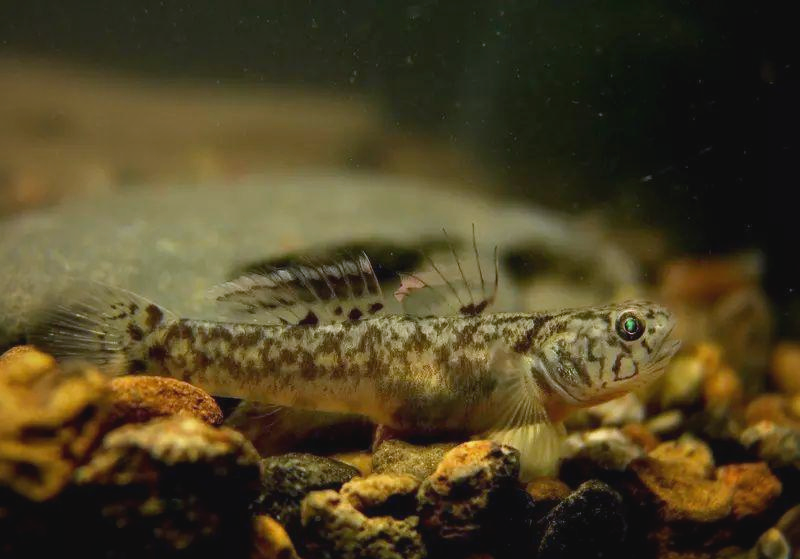 探索虾虎鱼亚科:小型肉食鱼类的多样种类与习性