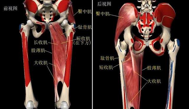 屈髋肌群图图片