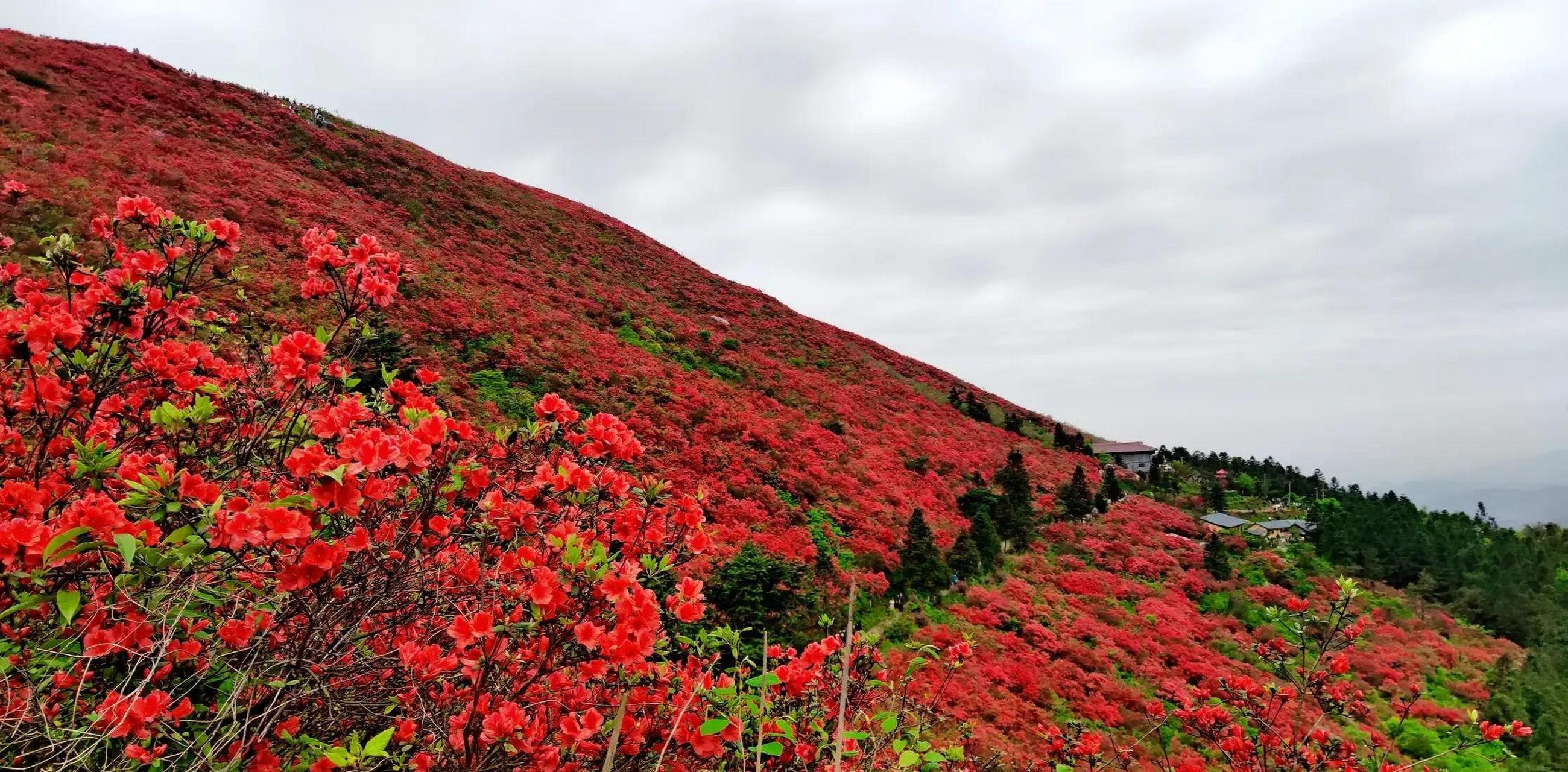 今天去了丹寨的龙泉山景区,五一节的杜鹃花开放得十分灿烂.