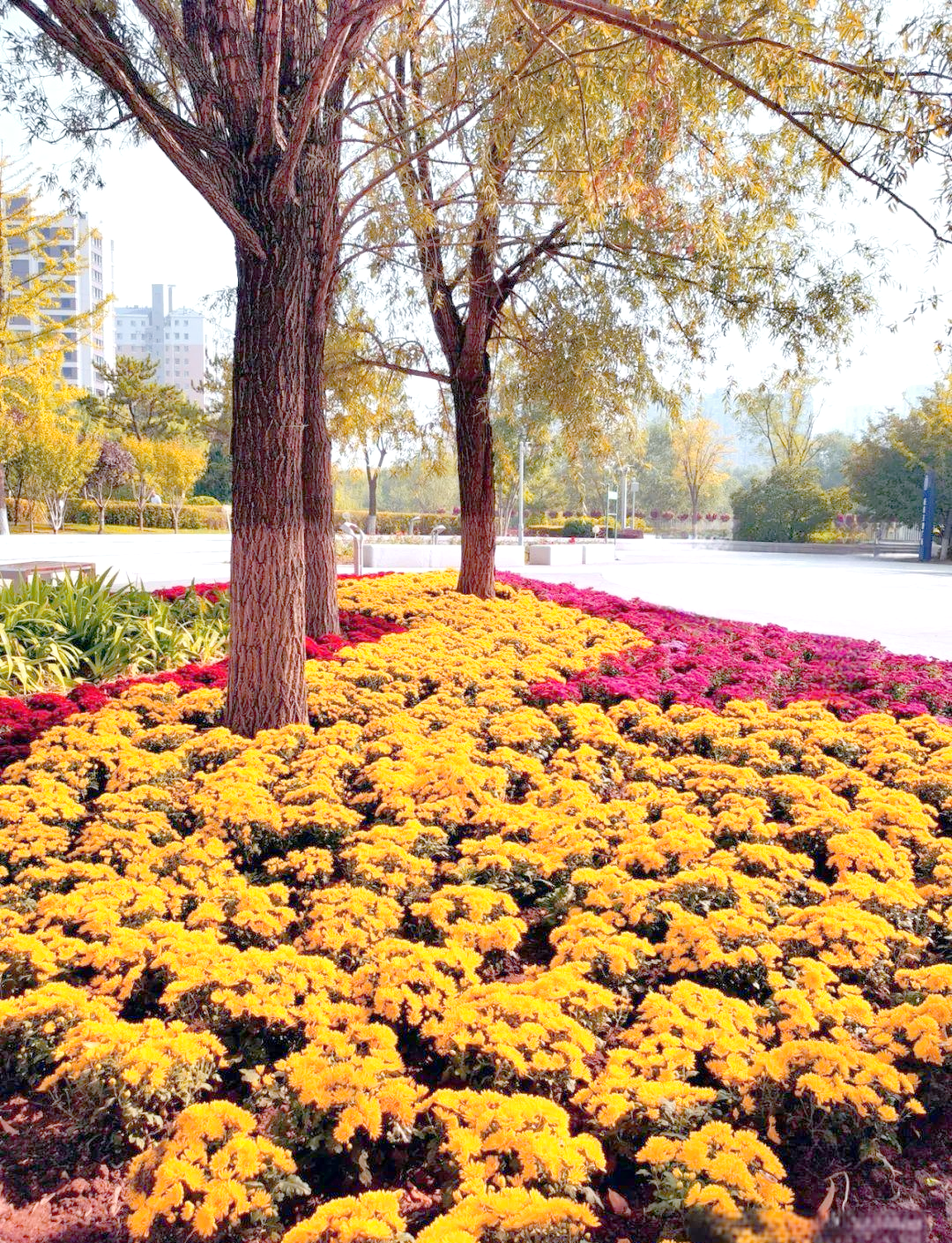 国庆前夕的晋阳街公园,尽享秋日惬意