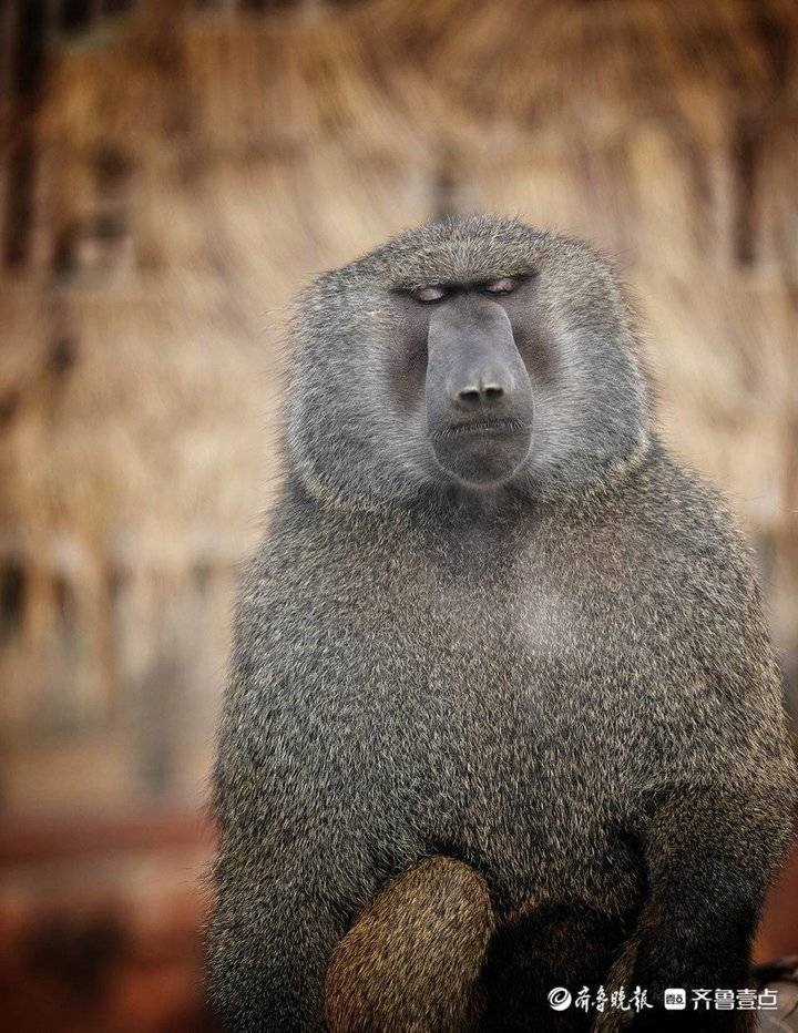 这只狒狒的眼神,看着很傲慢