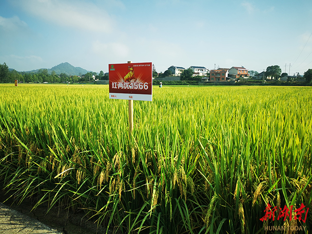 7公斤,杂交水稻"红两优1566"喜获高产增收
