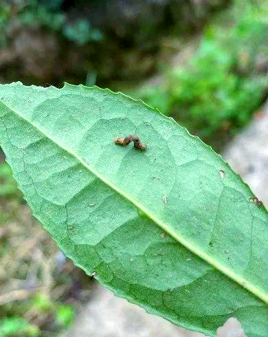 茶尺蠖的危害与防治方法概述