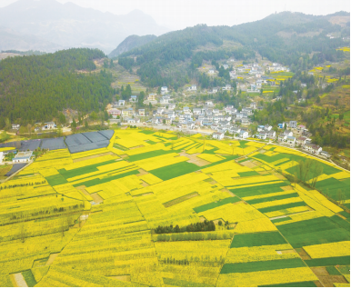 朝天区羊木镇近万亩油菜花竞相绽放