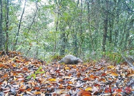 永泰藤山秘境之眼 拍到穿山甲