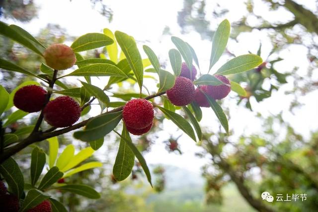 毕节杨梅采摘正当时