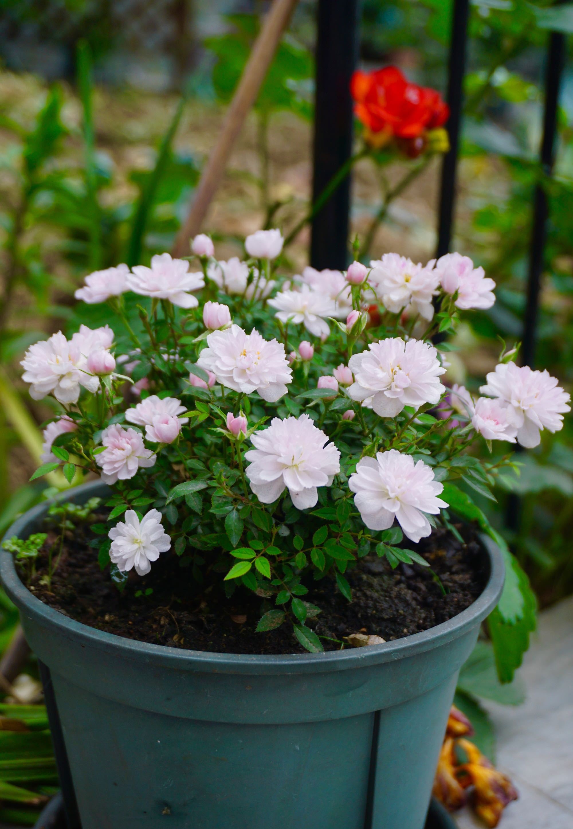 阳台养月季,就选"姬乙女",植株低矮小巧,养护容易,花期超长