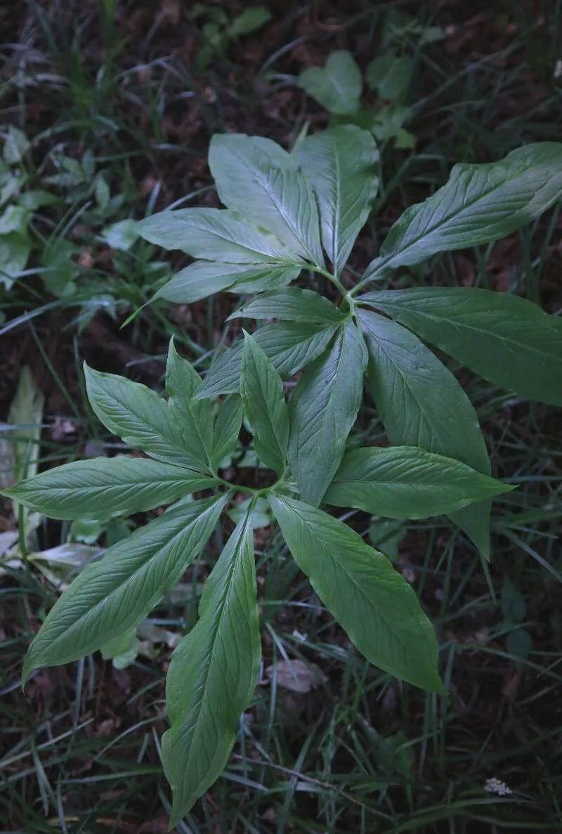 虎掌:一种具有独特形态与功效的中药材