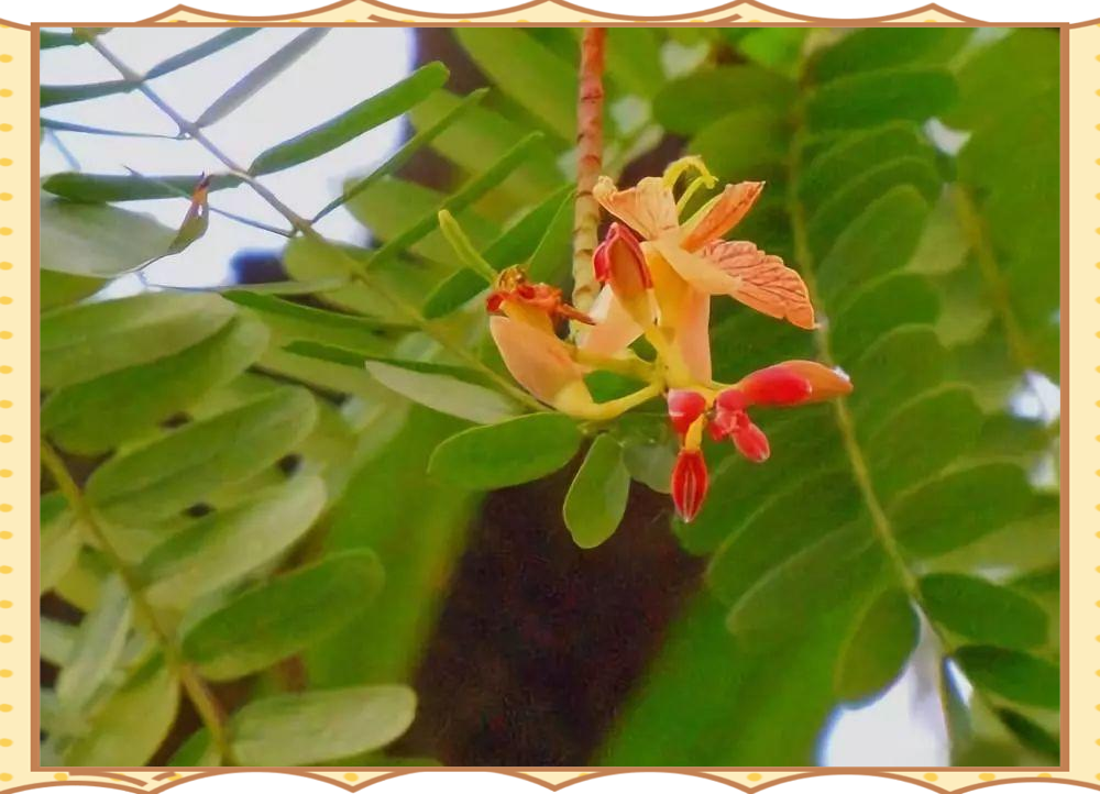 酸角树:十年生长,十年开花,终得美味果实