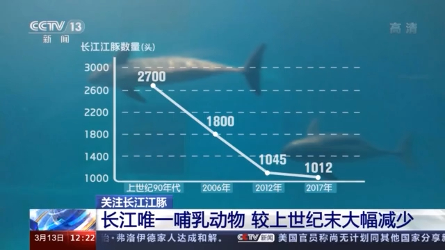 "微笑天使"频"现身"!长江江豚下降趋势得到遏制 保护仍任重道远