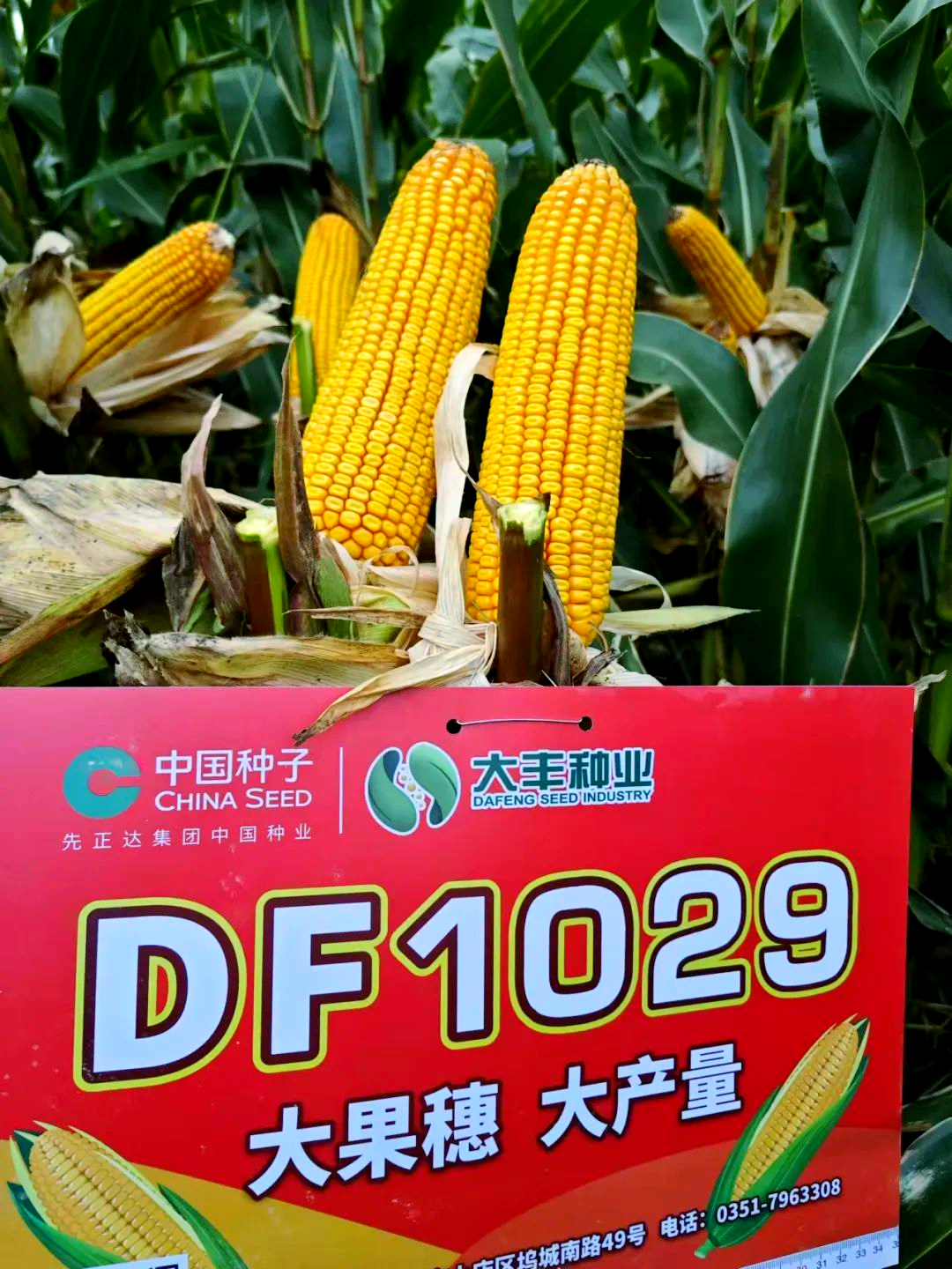 喜讯!山西大丰种业多个玉米品种通过审定,适宜在山西种植!