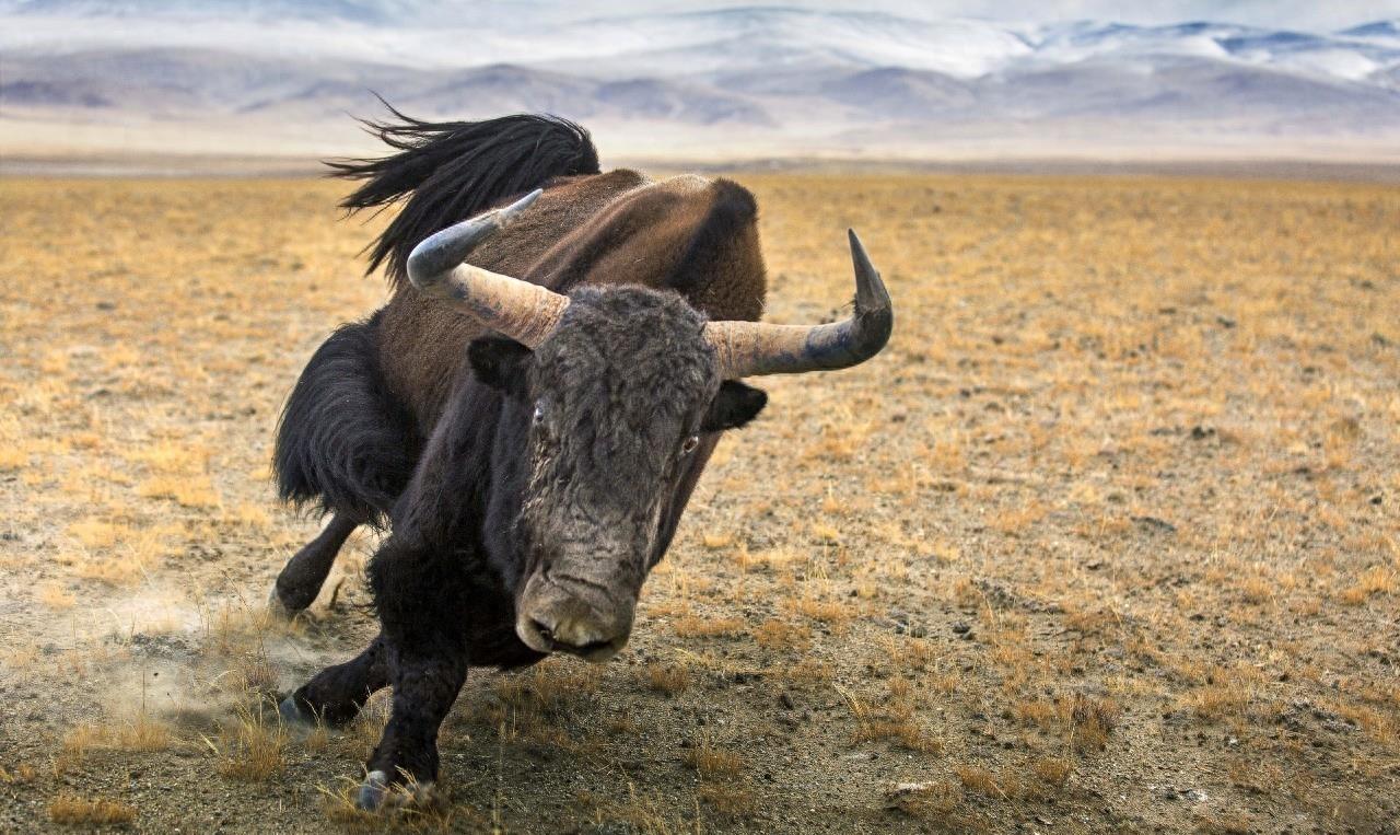 真壮!青海拍到野牦牛群罕见画面,舌头觅食又挡敌,为何还易危