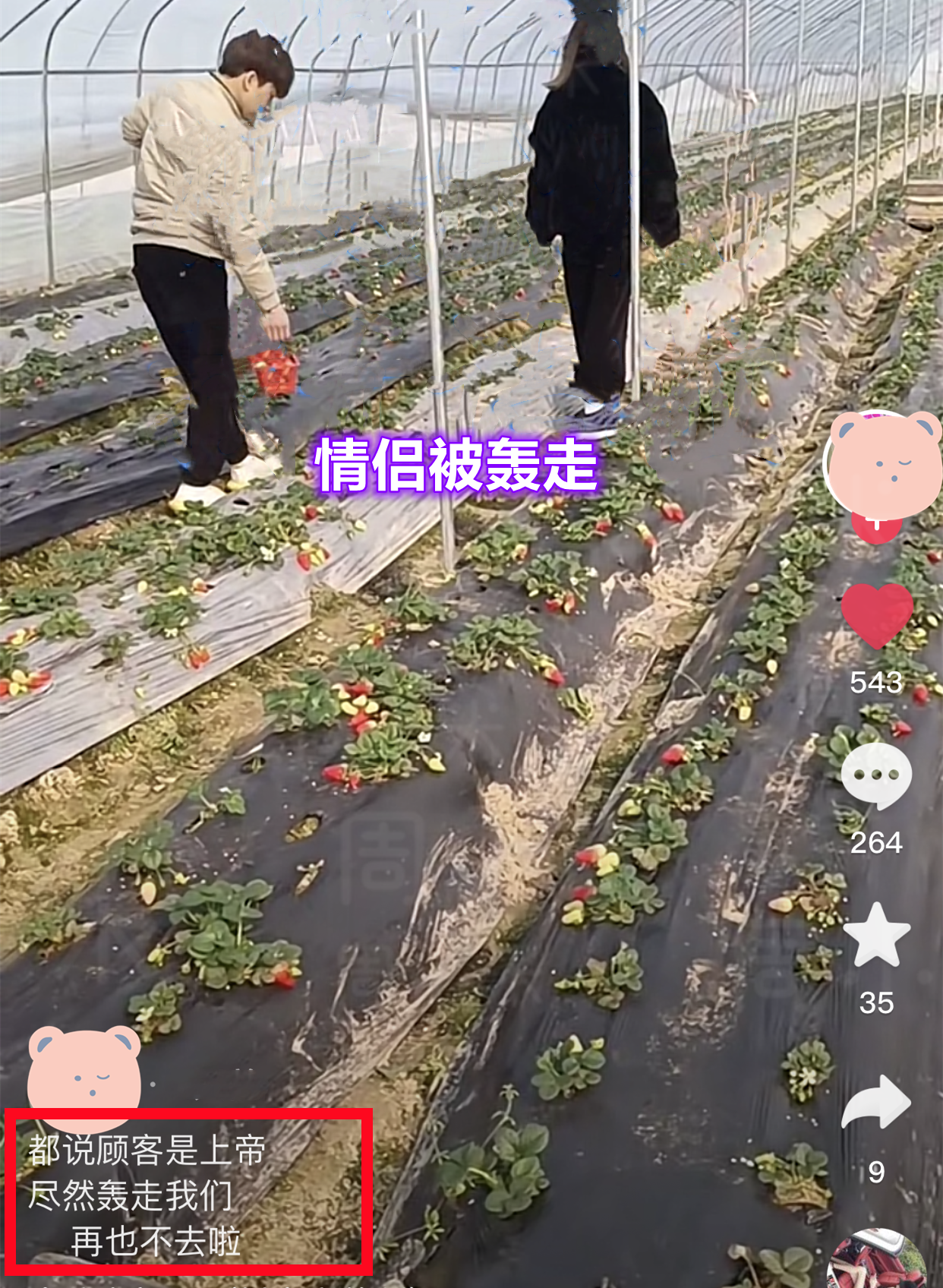丢脸丢大了!河南一对情侣摘草莓边摘边吃,被老板当场轰走