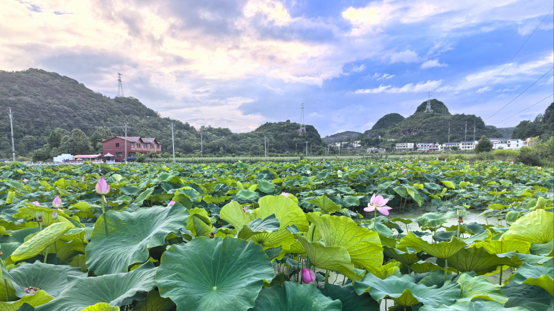 幺铺十里荷廊风景区图片