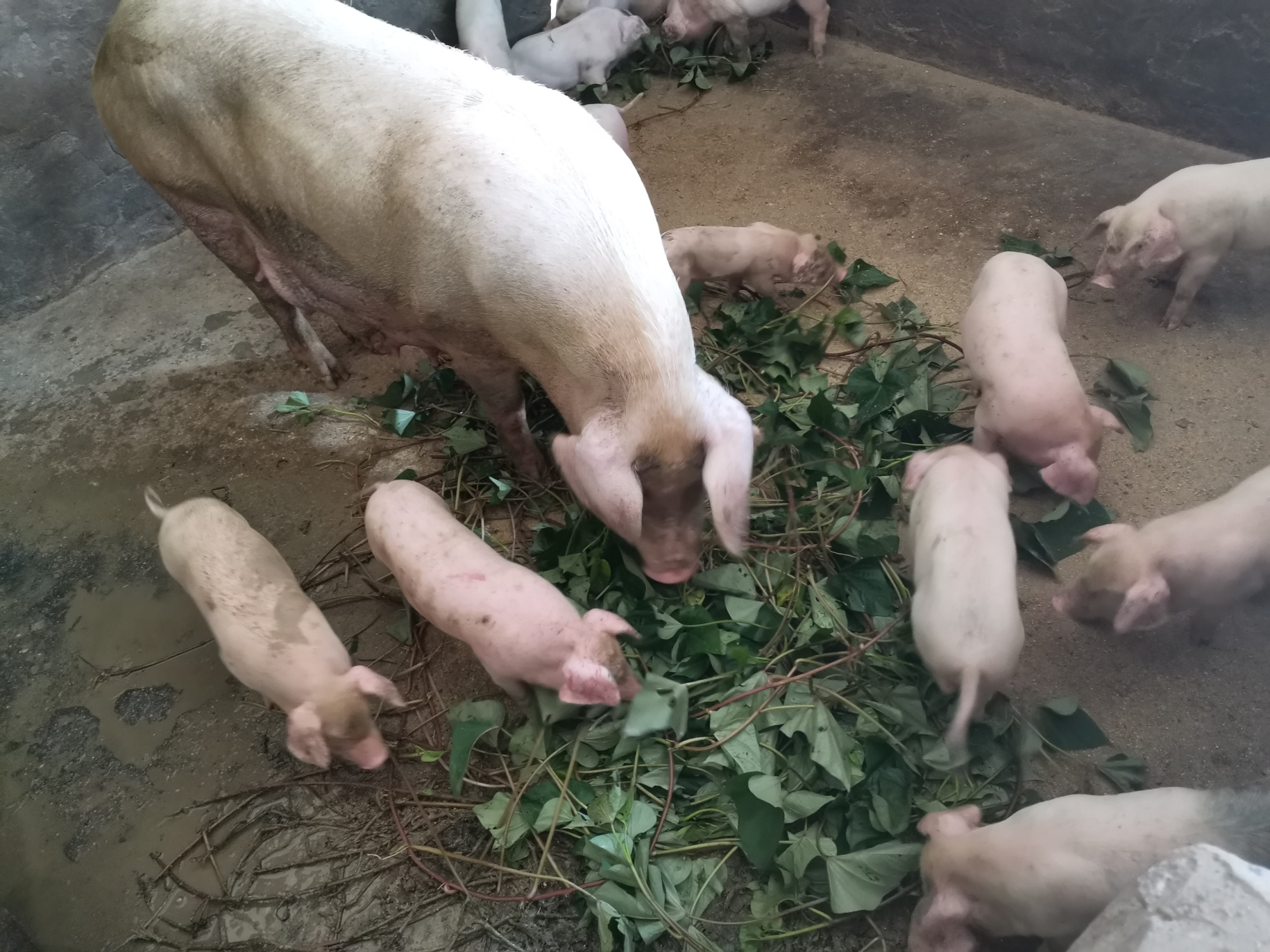 哺乳期的母猪母猪苗 - 优质图片专区苗猪报价 小母猪价格 猪仔苗 湖南