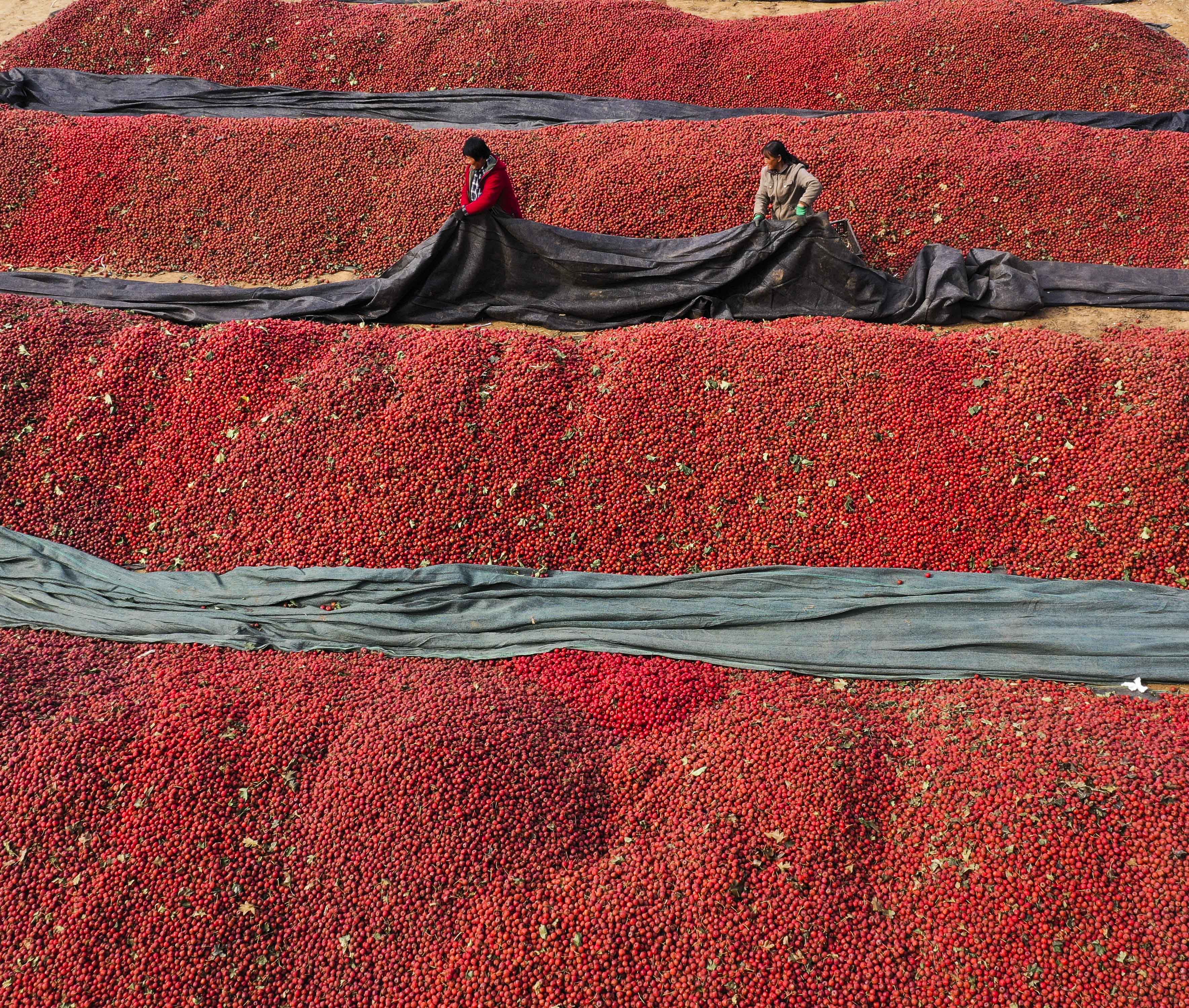 山楂种植铺就增收致富路